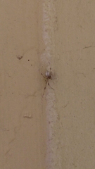 Latrodectus geometricus