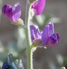 Astragalus lentiginosus variabilis