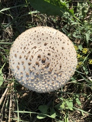 Saproamanita vittadinii