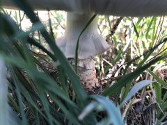 Saproamanita vittadinii