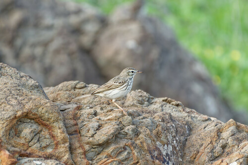 Bisbita caminero (Anthus berthelotii)