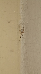 Latrodectus geometricus