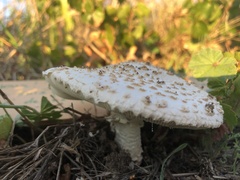 Saproamanita vittadinii