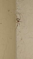 Latrodectus geometricus
