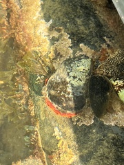 Mytilus californianus