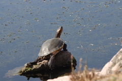 Trachemys ornata