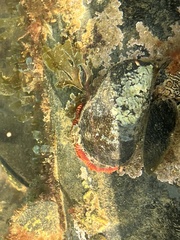 Mytilus californianus