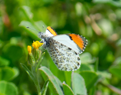 Anthocharis sara
