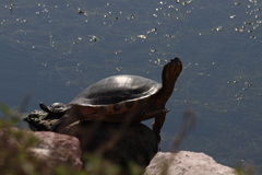 Trachemys ornata
