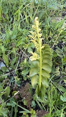 Botrychium lunaria image