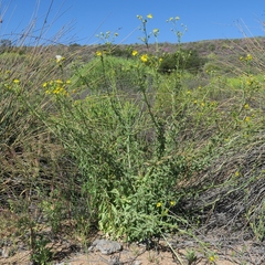 Osteospermum microcarpum