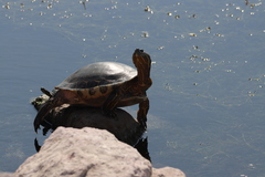 Trachemys ornata