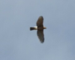 Accipiter