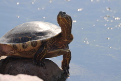 Trachemys ornata