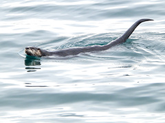 Lontra canadensis pacifica