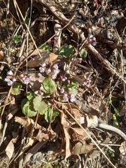 Veronica regina-nivalis