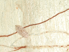 Ledromorpha planirostris
