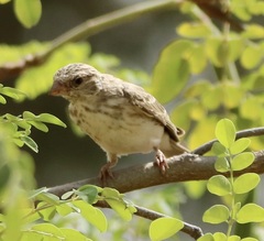 Crithagra leucopygia