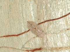 Ledromorpha planirostris