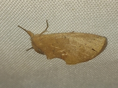 Hemiceratinae