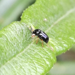 Cryptocephalus flavipes