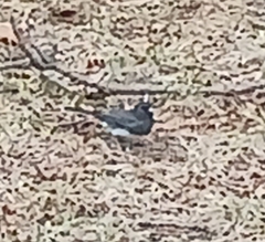 Junco hyemalis