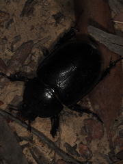 Xylotrupes australicus