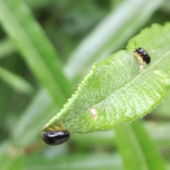 Cryptocephalus flavipes