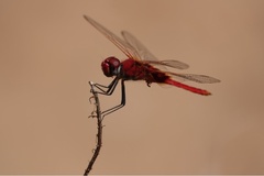 Urothemis assignata
