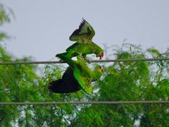Amazona autumnalis autumnalis