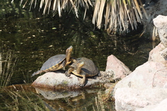 Trachemys ornata