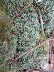 Cladonia caespiticia