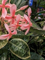 Ixora