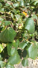 Hibiscus tiliaceus pernambucensis