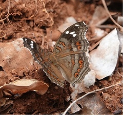 Junonia natalica natalica