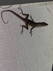 Anolis conspersus