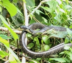 Chironius laevicollis