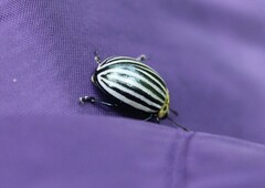 Leptinotarsa undecimlineata