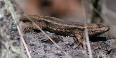 Sceloporus occidentalis occidentalis