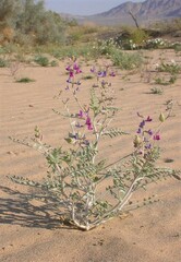 Astragalus lentiginosus variabilis