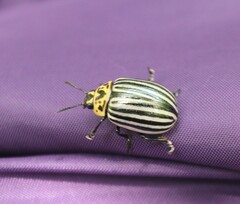 Leptinotarsa undecimlineata