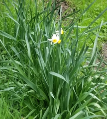 Narcissus tazetta