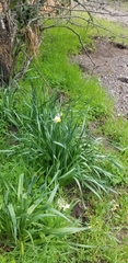 Narcissus tazetta