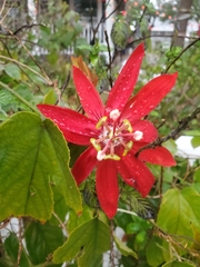 Passiflora miniata × vitifolia