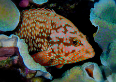 Cephalopholis cyanostigma