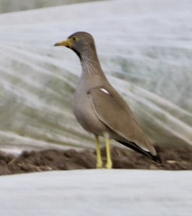 Vanellus senegallus