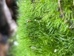Dicranum montanum