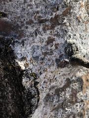 Caloplaca cerina