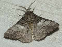 Hypobapta diffundens