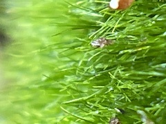 Dicranum montanum